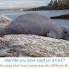 Gray Seal heating pad resting on a rock near the ocean; words say, 