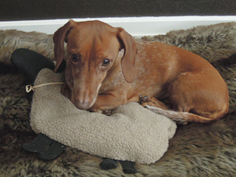 Pet Dachsund w sheep warmer