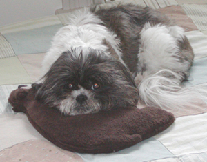 pet heating pad