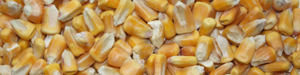 wholecornfillingformainewarmers