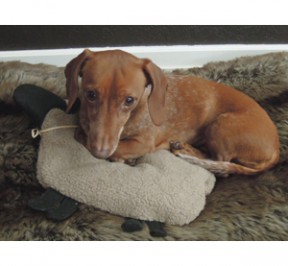 Dog using Maine Warmers Sheep heat pad