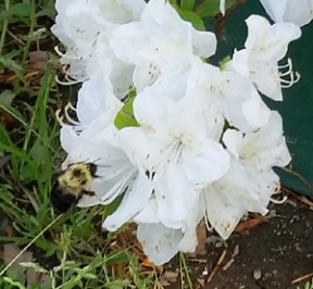 Bumblebee pollinating white Azalias
